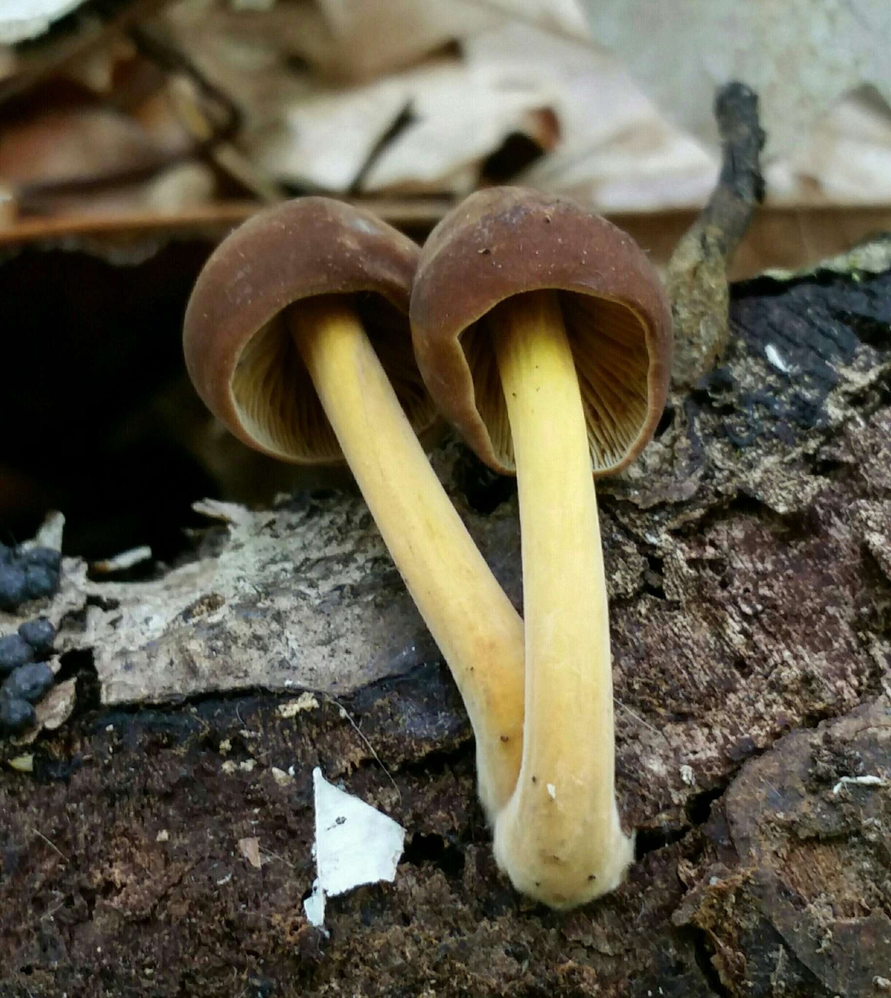 Image of Pluteus romellii (Britzelm.) Sacc. 1895