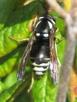 Image of Vespula consobrina (de Saussure 1854)