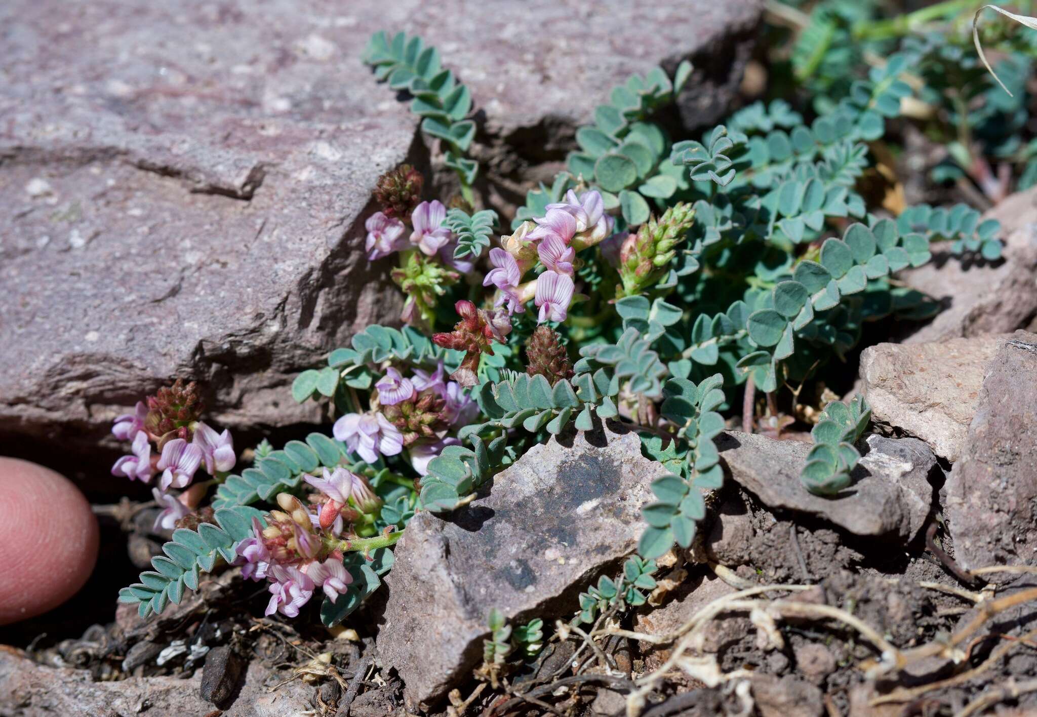 Image of copper mine milkvetch