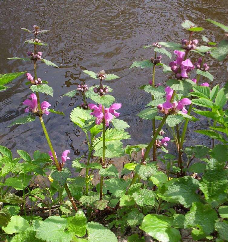 Image of spotted dead-nettle