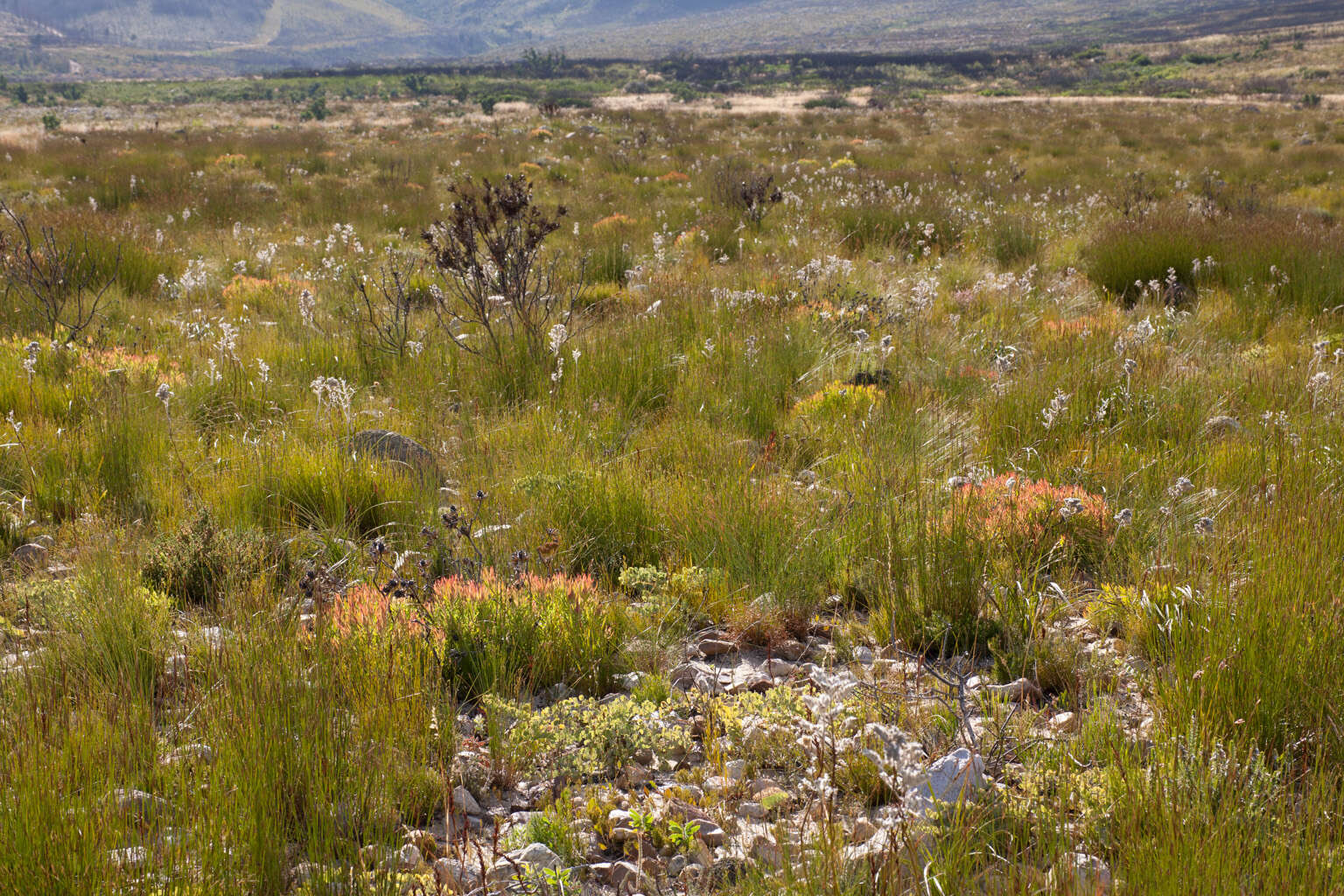 Image of Protea scorzonerifolia (Salisb. ex Knight) Rycroft