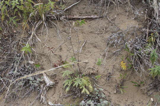 Image of <i>Potentilla lasiodonta</i>