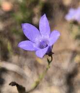 Image of basin bellflower