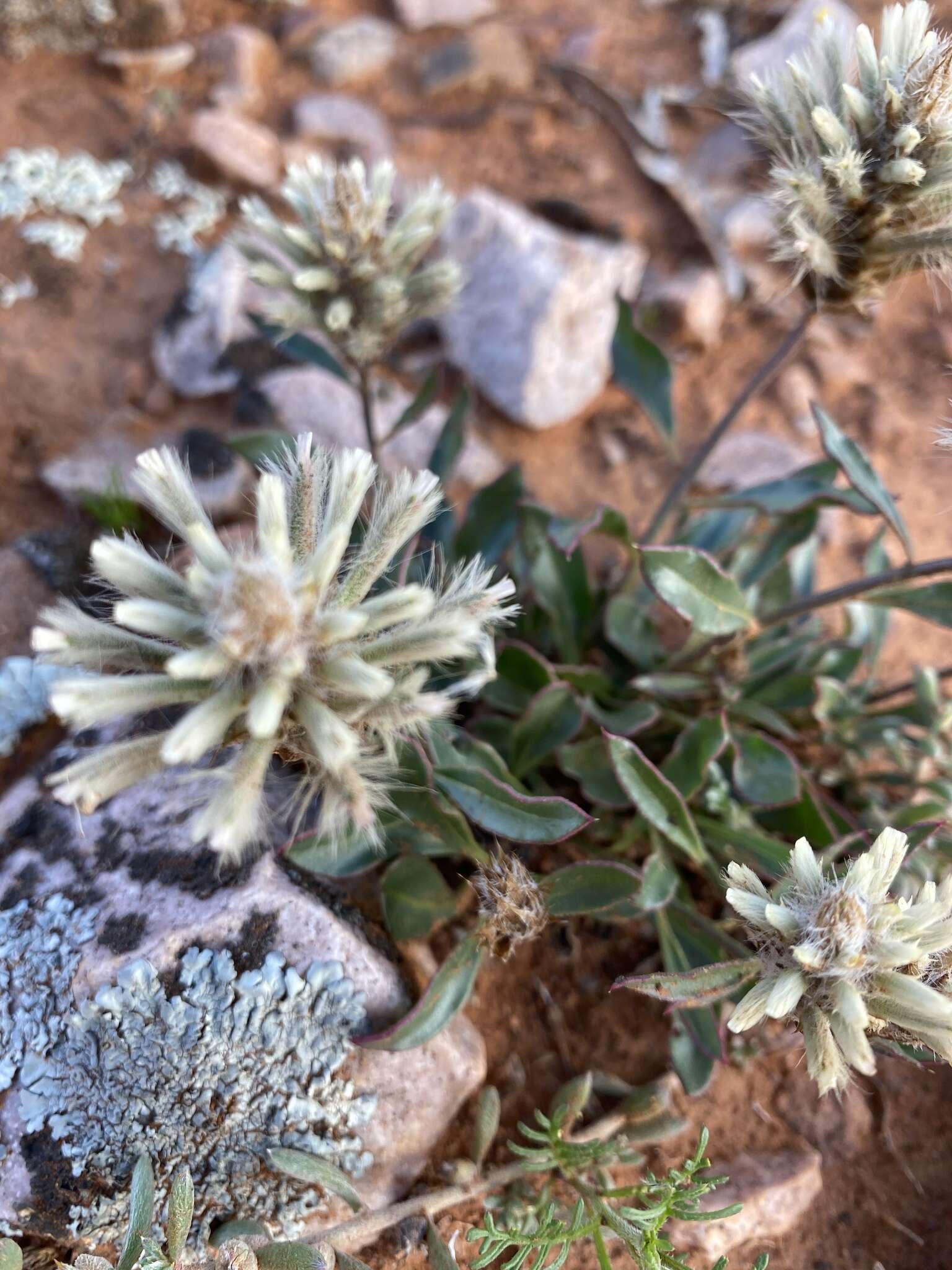 <i>Ptilotus angustifolius</i>的圖片