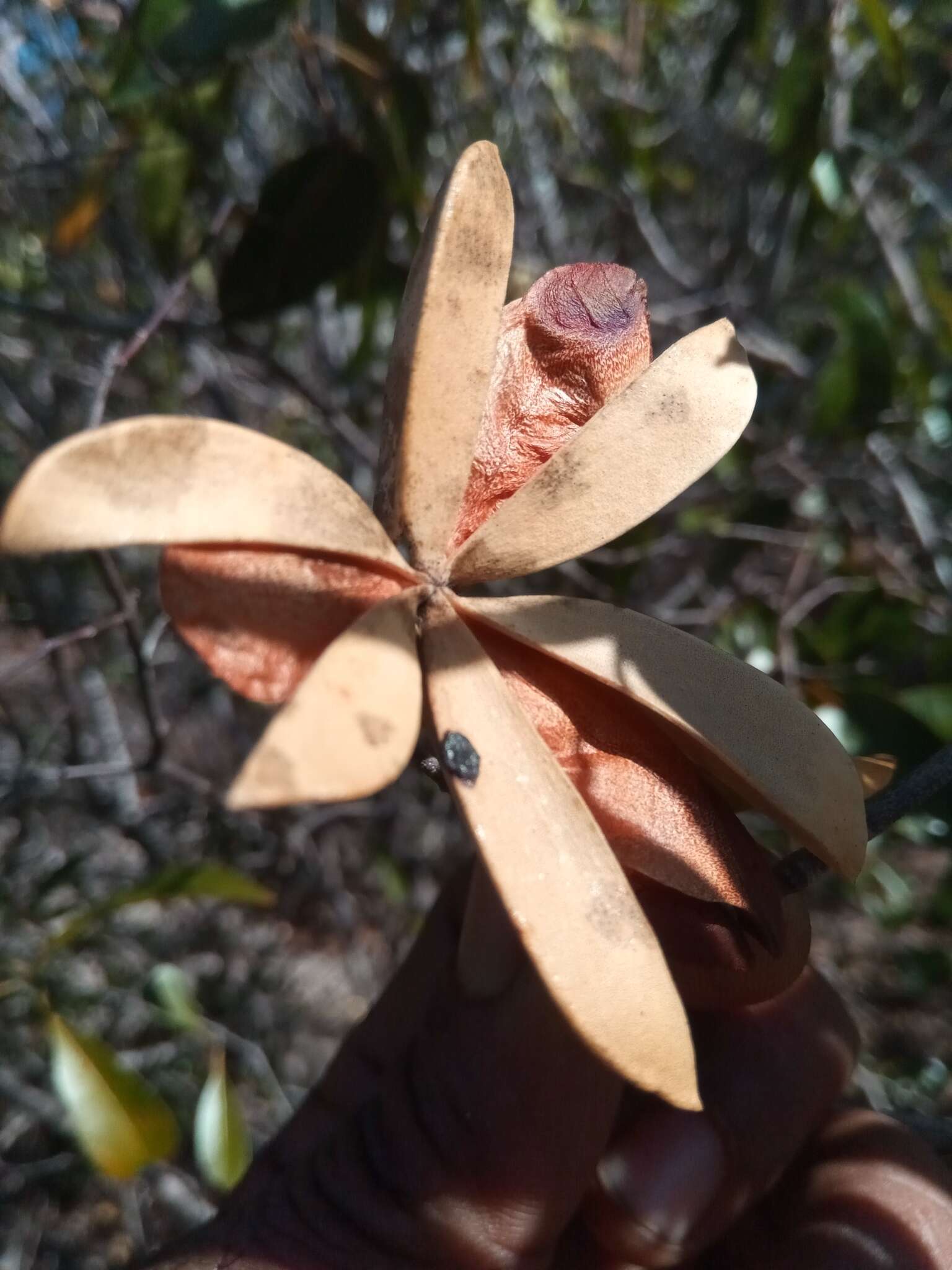 Image de Loeseneriella urceolus (Tulasne) N. Hallé