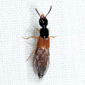 Image of Belonuchus rufipennis (Fabricius 1801)