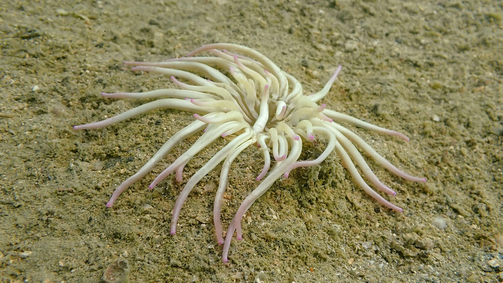 Image of Golden anemone