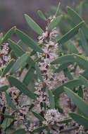 Image of Hakea incrassata R. Br.