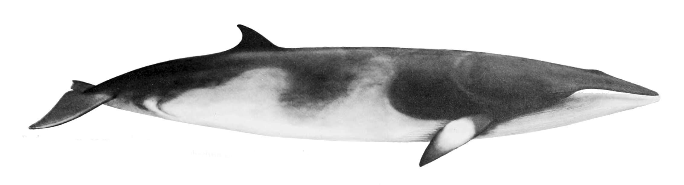 Image of Common Minke Whale