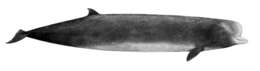 Image de Hyperoodon Lacépède 1804