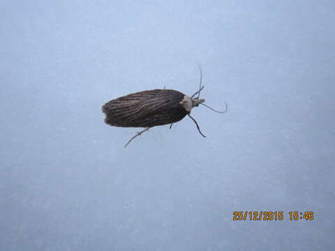 Image of Acleris hastiana Linnaeus 1758