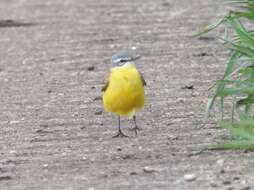 Motacilla flava flava Linnaeus 1758 resmi