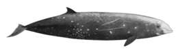 Plancia ëd Ziphius cavirostris G. Cuvier 1823