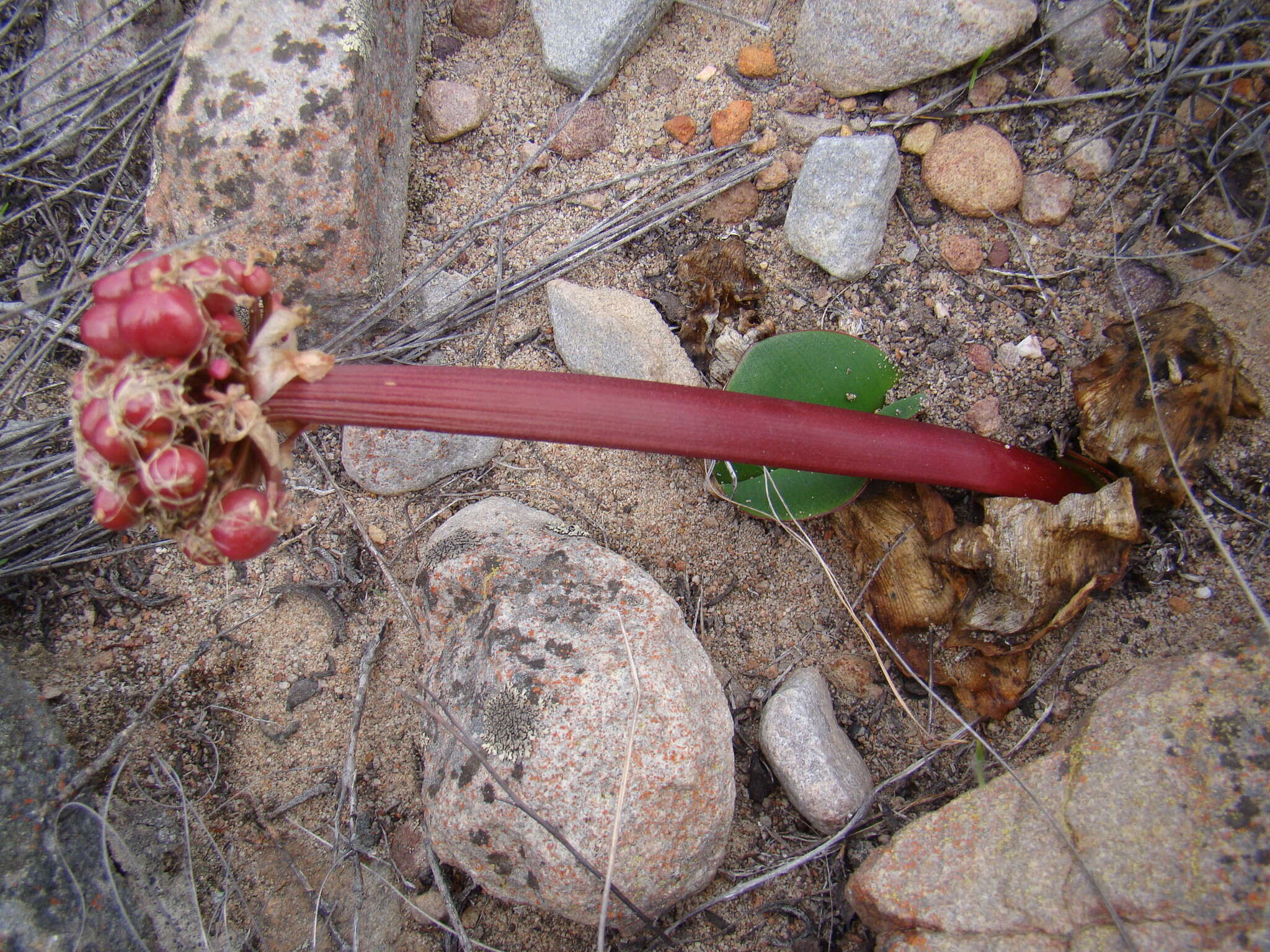 Imagem de Haemanthus sanguineus Jacq.