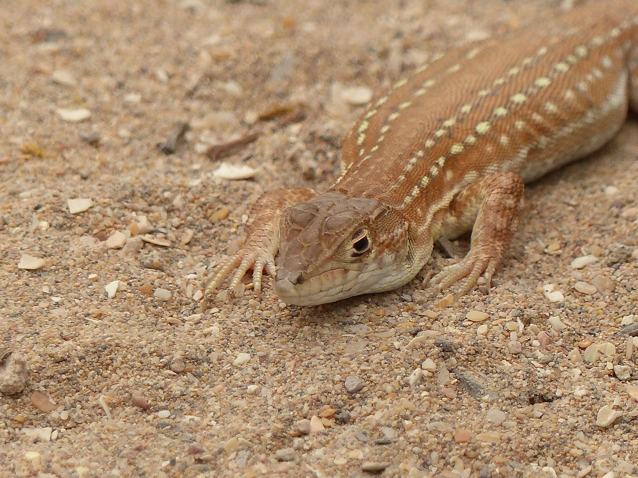 Plancia ëd Acanthodactylus margaritae Tamar, Geniez, Brito & Crochet 2017