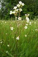 Plancia ëd Saxifraga granulata L.