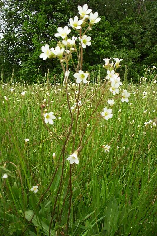 Plancia ëd Saxifraga granulata L.