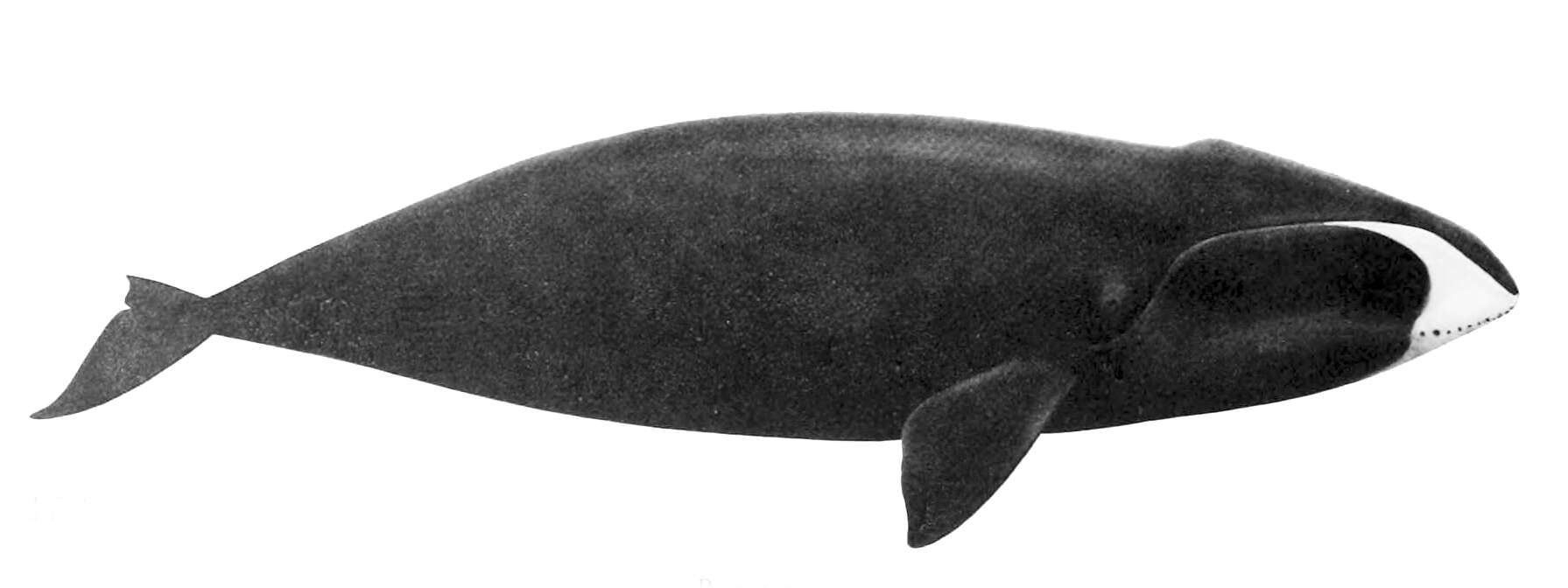 Image of Balaena Linnaeus 1758