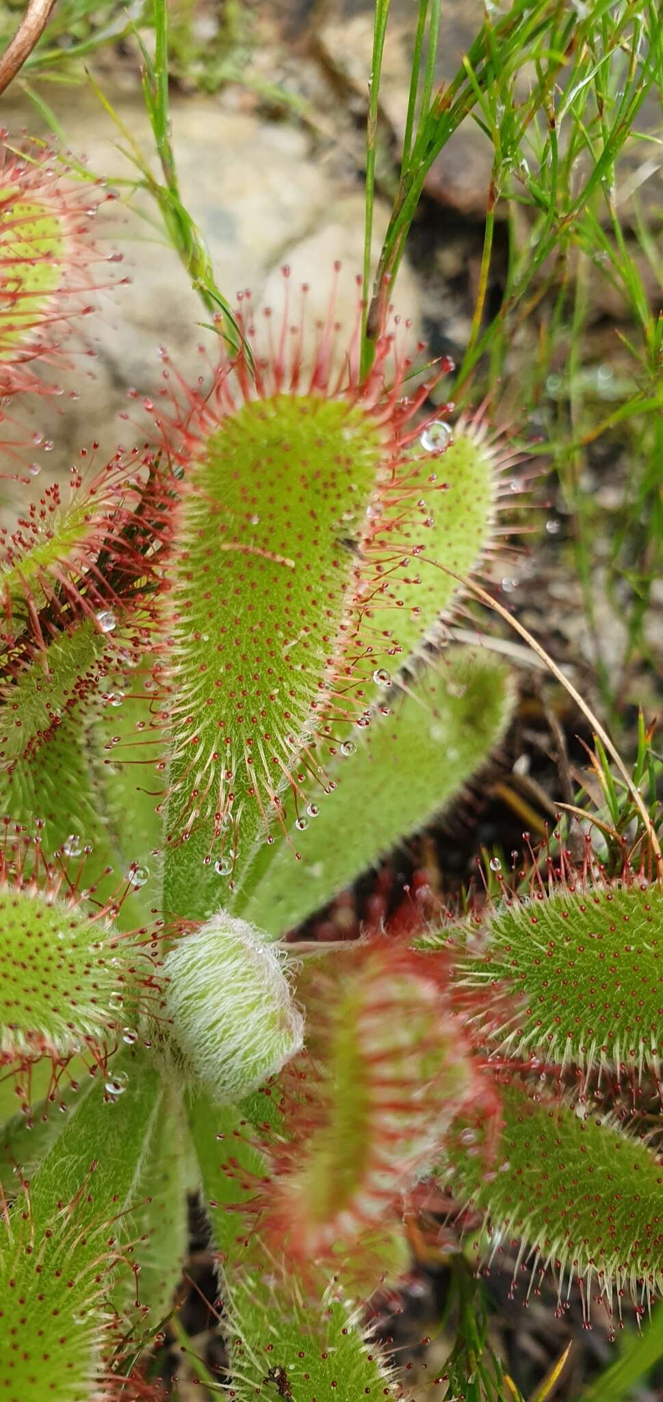 Imagem de <i>Drosera ericgreenii</i> A. Fleischm., R. P. Gibson & Rivadavia