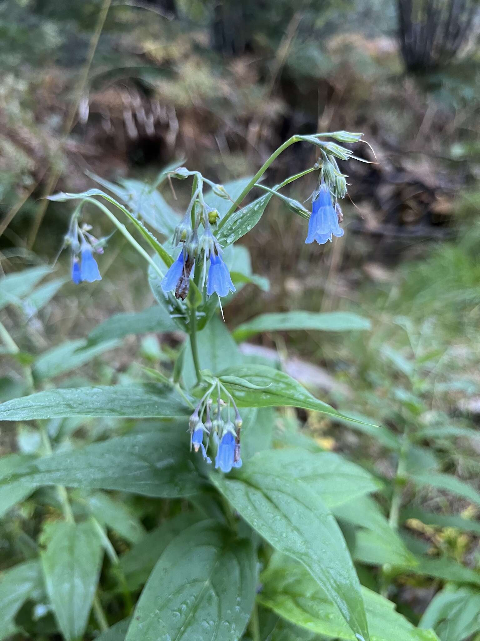 Image of Franciscan Bluebells