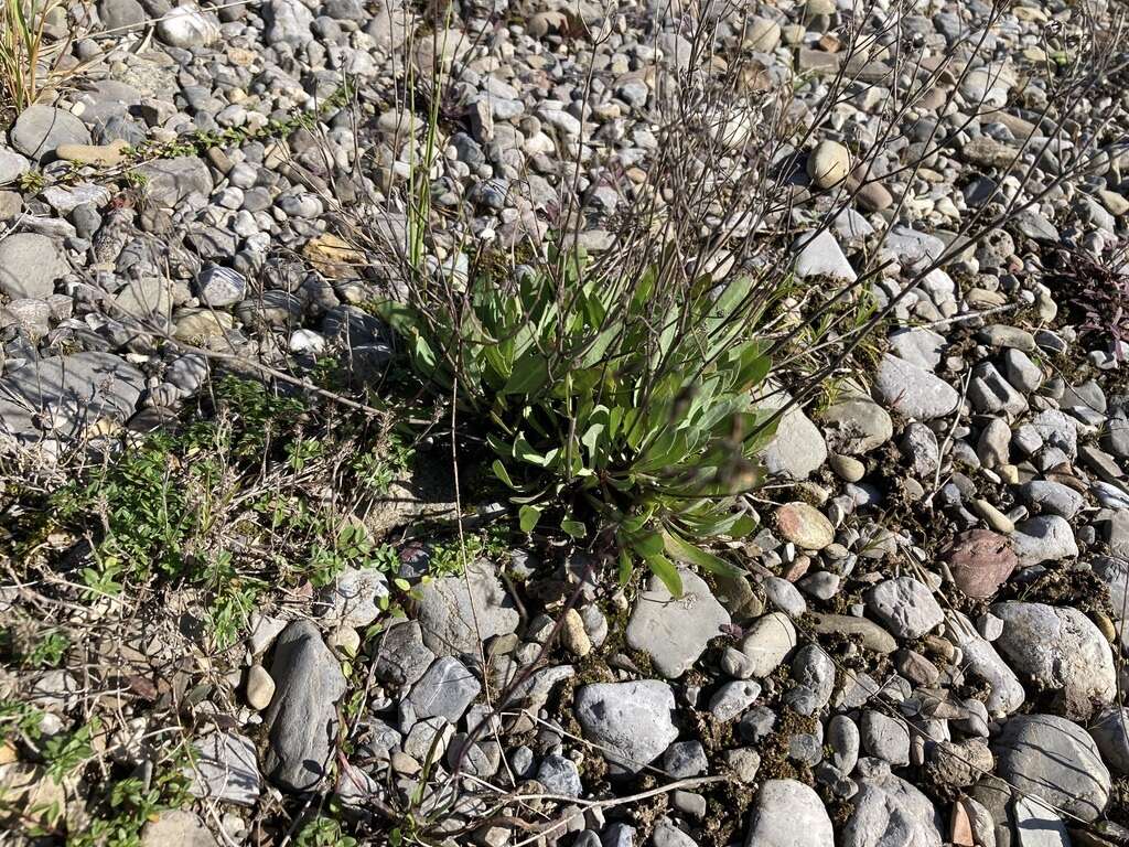 Chondrilla chondrilloides (Ard.) Karsten resmi