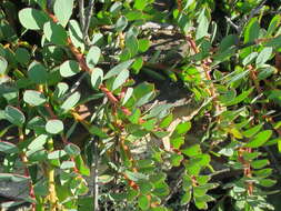 Image of Protea venusta Compton