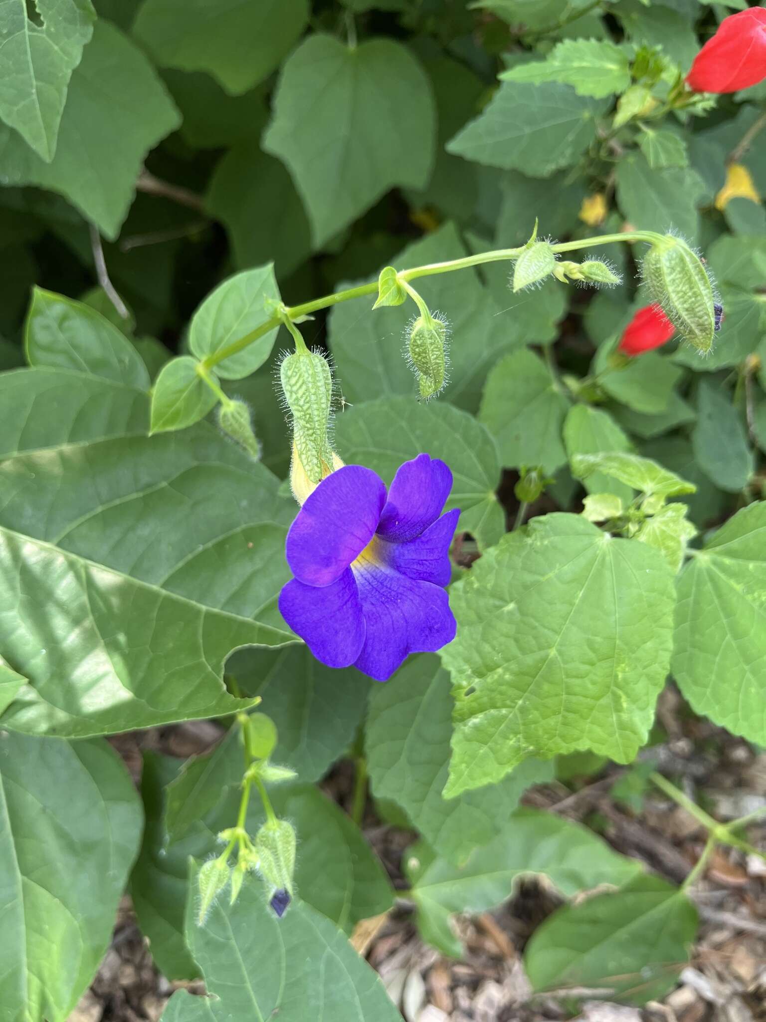 Image of Thunbergia battiscombei Turrill