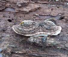 Image of Perenniporia ohiensis (Berk.) Ryvarden 1972