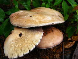 Image of Stropharia rugosoannulata Farl. ex Murrill 1922