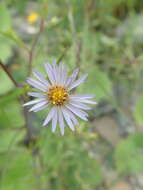 Image of hairy New York aster