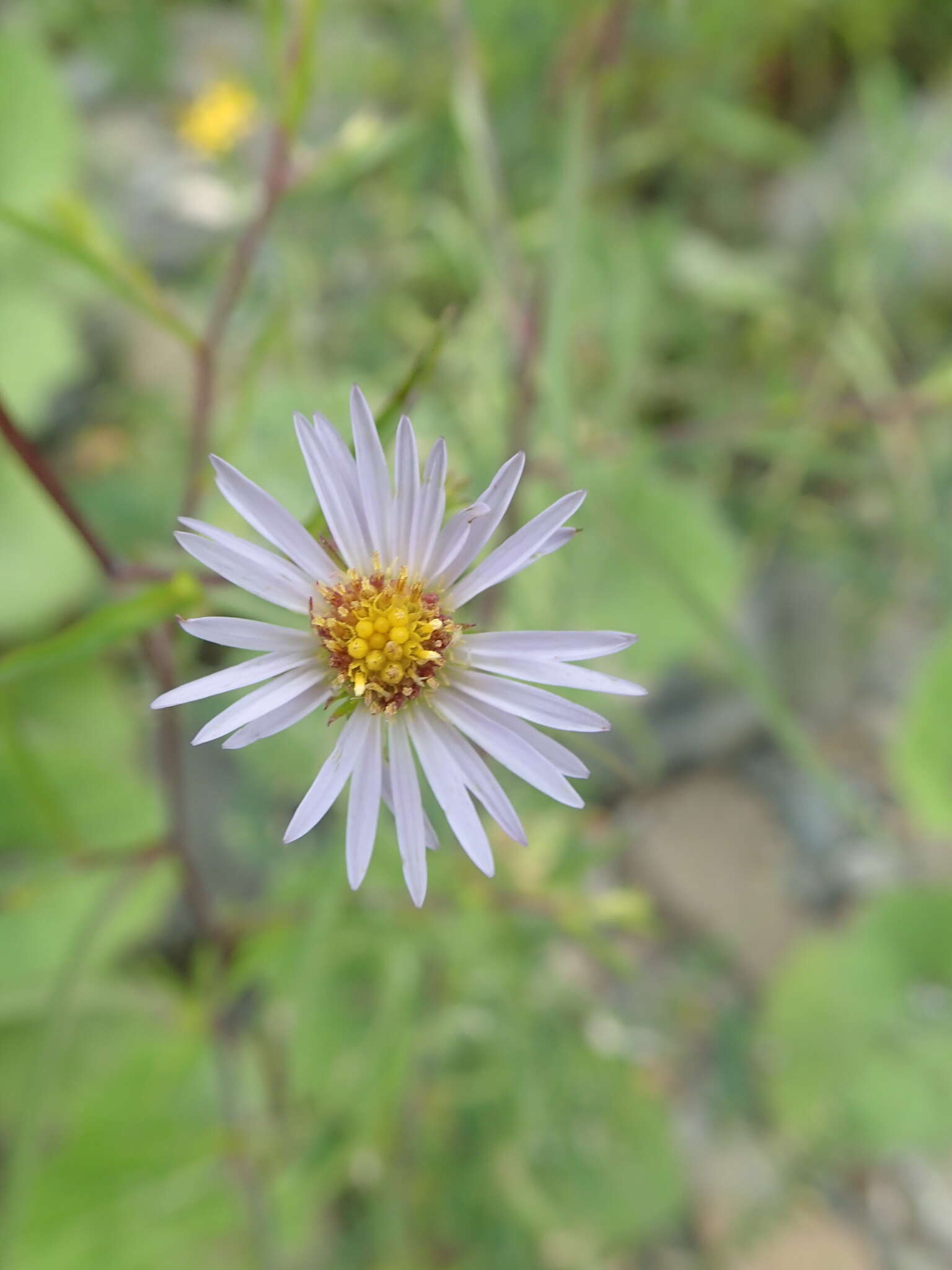 Image of hairy New York aster