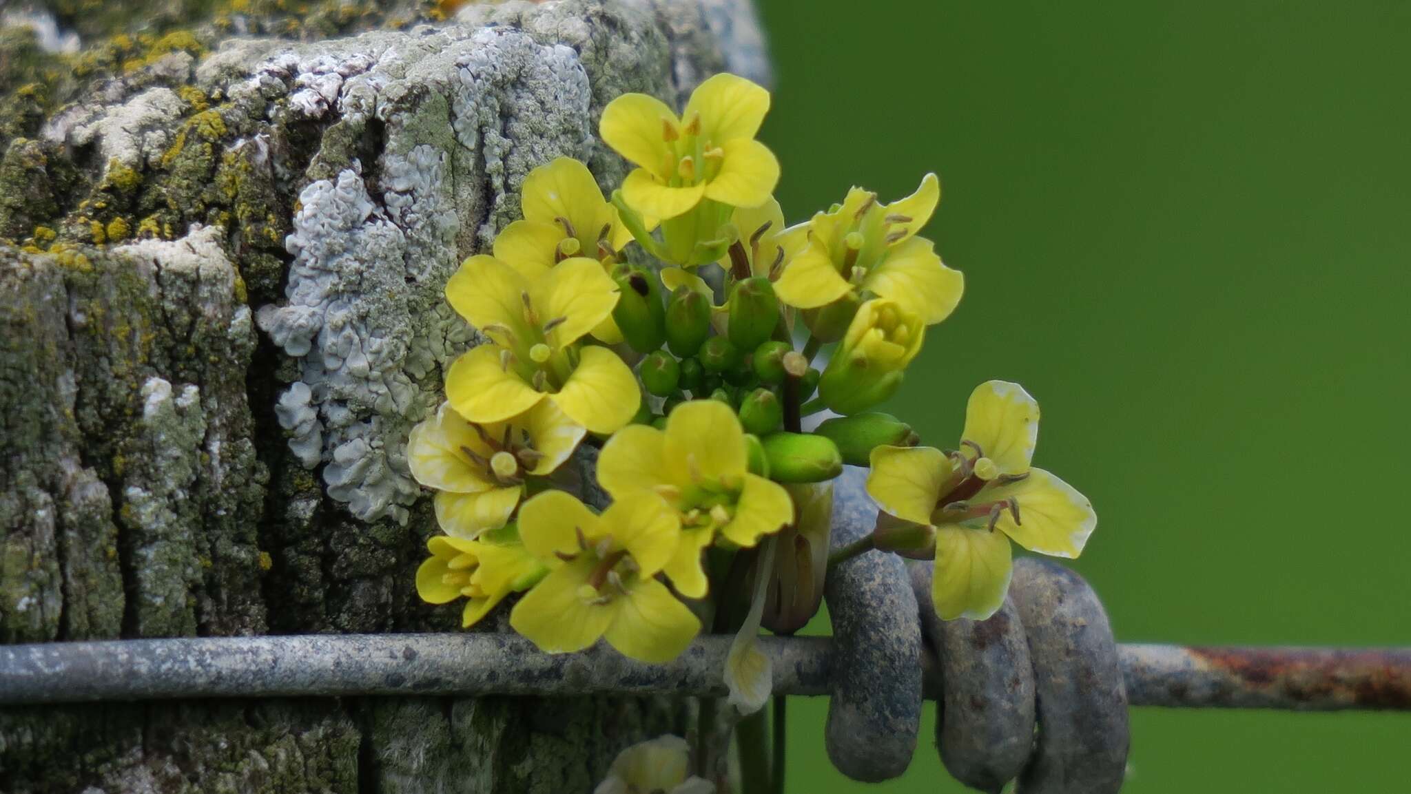 صورة Sisymbrium capense Thunb.