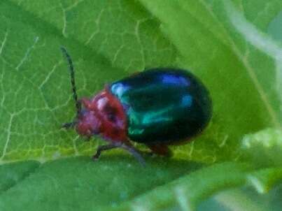 Image of flea beetle