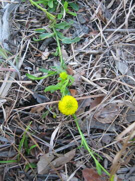 Image of Yellow batchelor's button