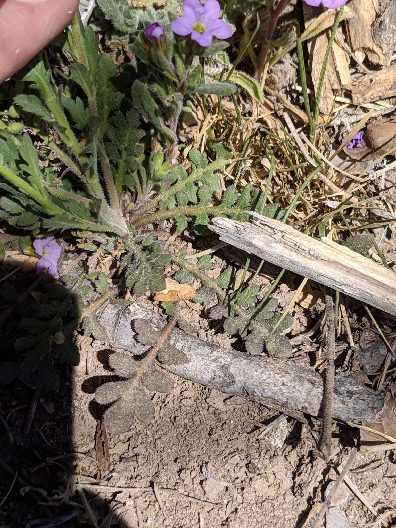 Image of Wright's pepperweed