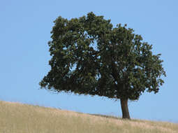 Image of California Live Oak