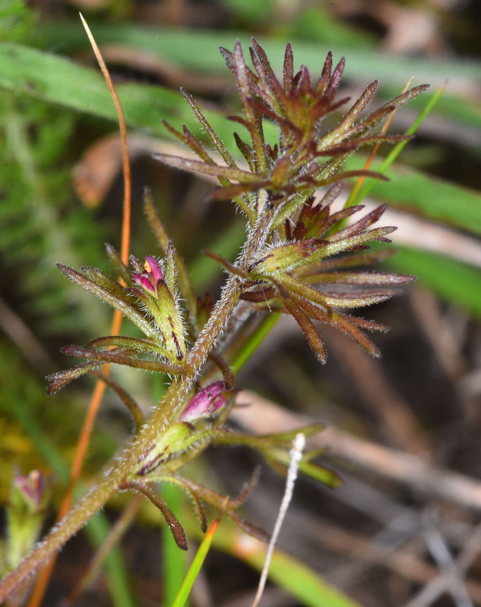 Image of dwarf owl's clover