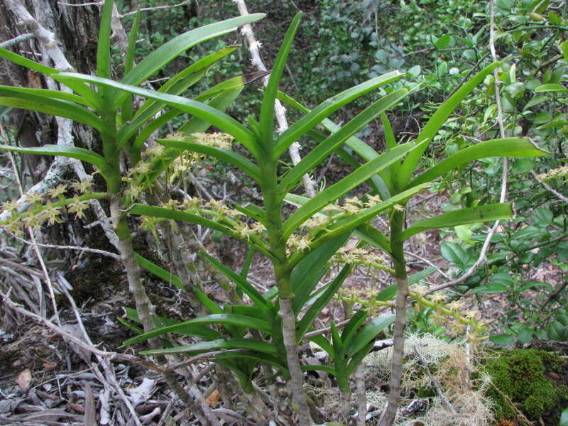 Imagem de Tridactyle bicaudata subsp. bicaudata