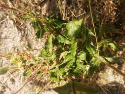 Image of Calceolaria dentata Ruiz & Pav.