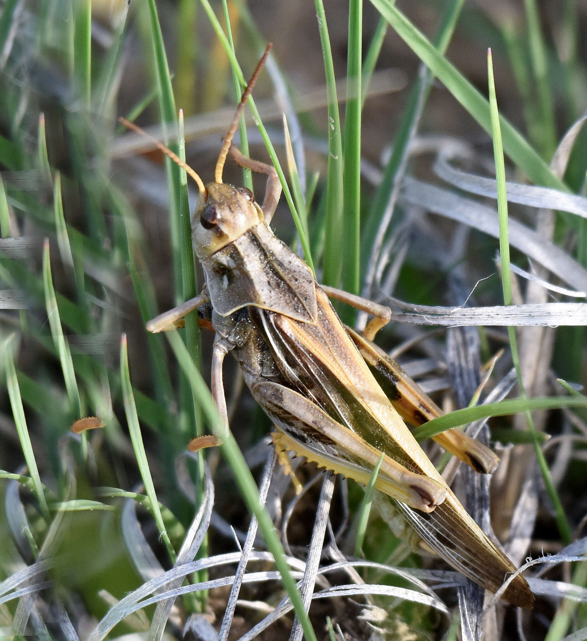 Слика од Pardalophora apiculata (Harris & T. W. 1835)