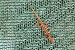 Image of Bradfield's Dwarf Gecko