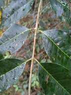 Plancia ëd Olea paniculata R. Br.