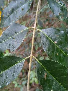 Image of Olea paniculata R. Br.