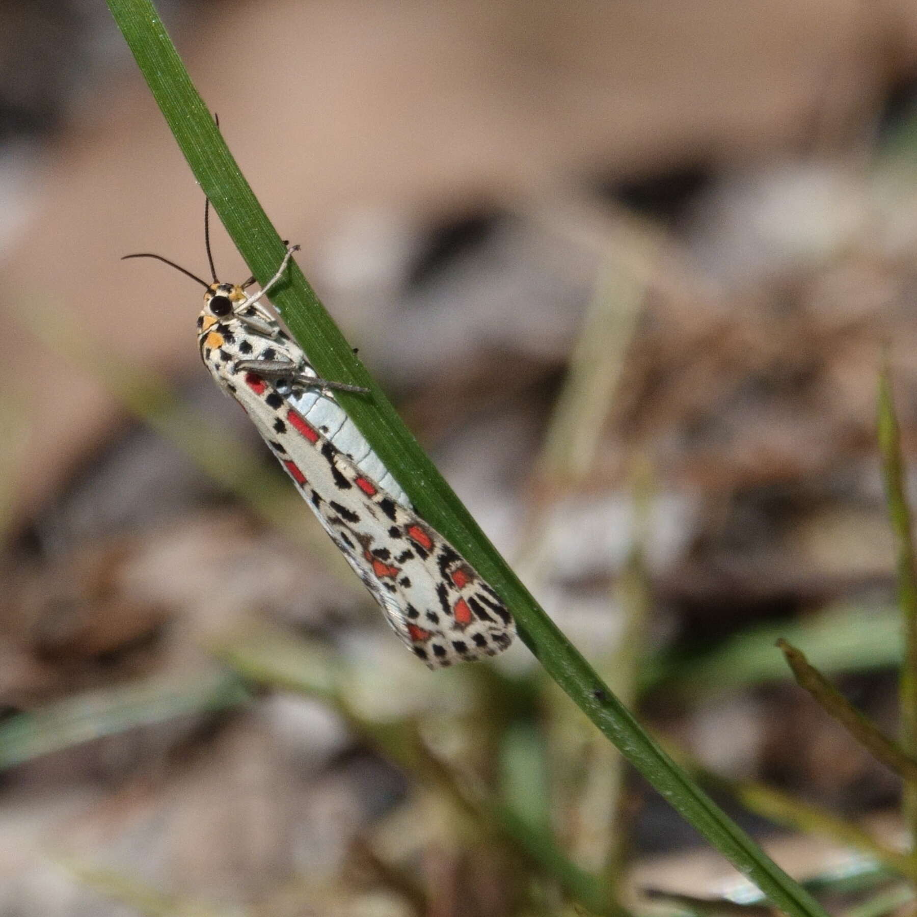 Plancia ëd Utetheisa pulchelloides Hampson 1907