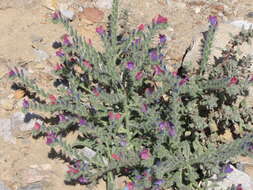 Image of Echium rauwolfii Del.