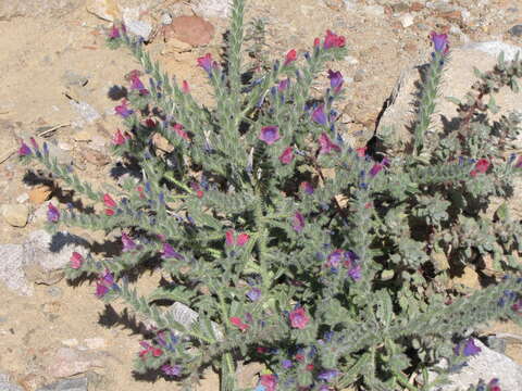 Image of Echium rauwolfii Del.