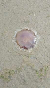 Image of Lion's Mane Jellyfish