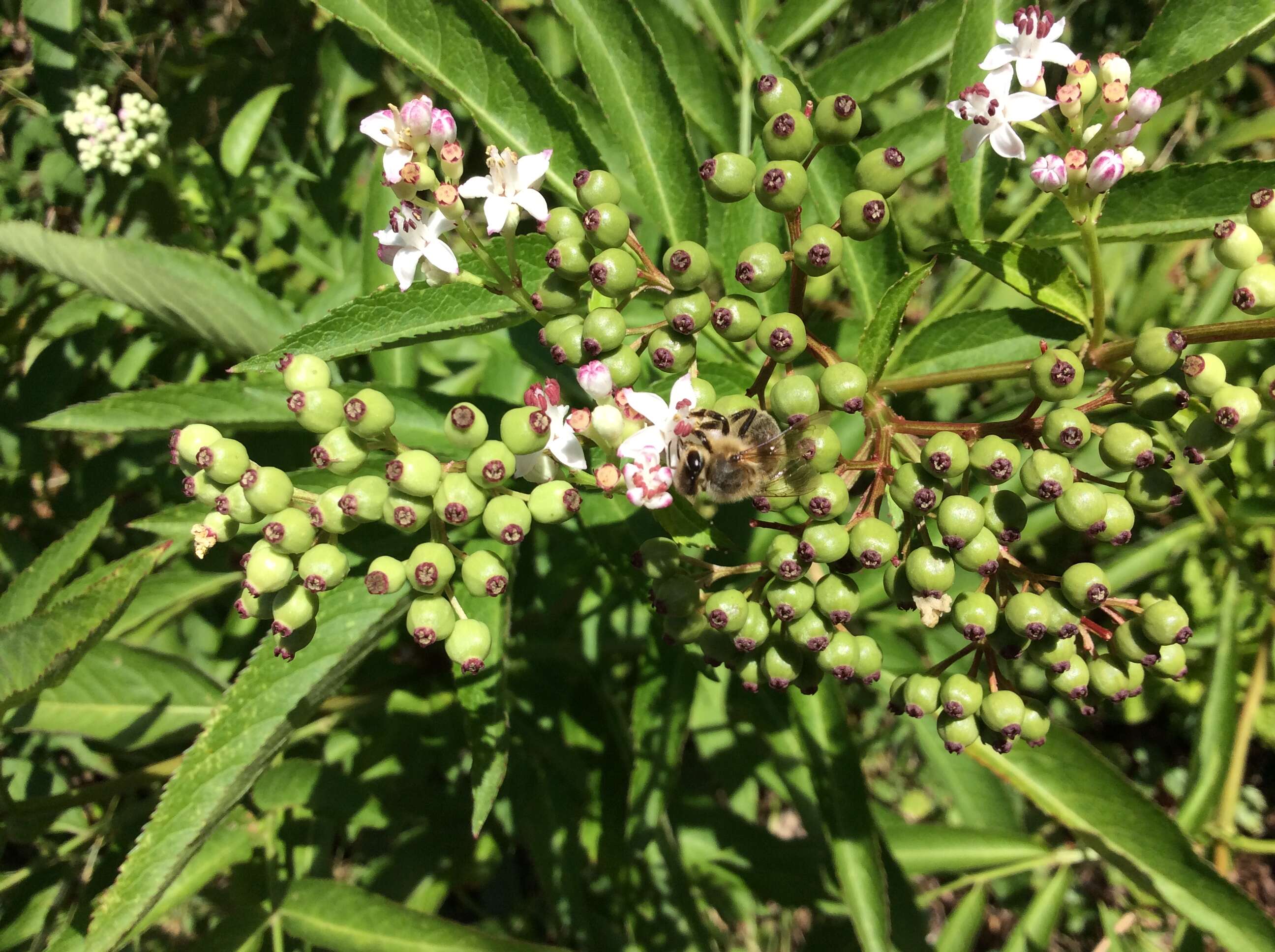 Imagem de Sambucus ebulus L.