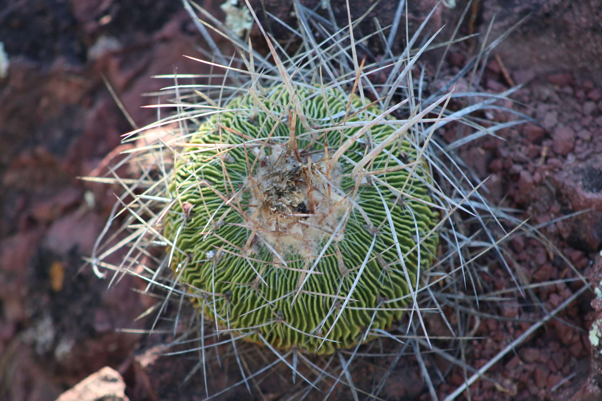 Image of <i>Echinofossulocactus multicostatus</i>