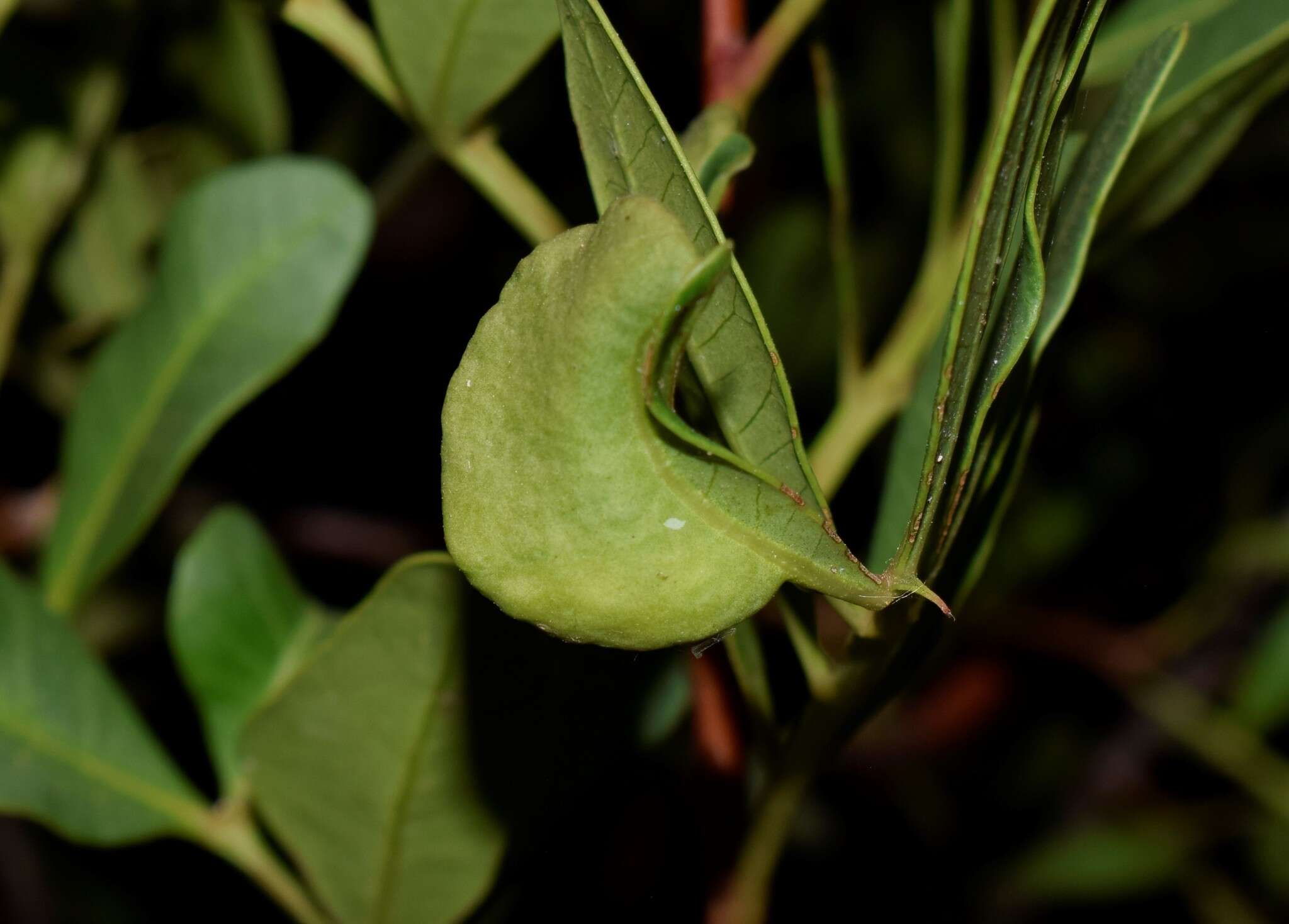 Image of Aphid